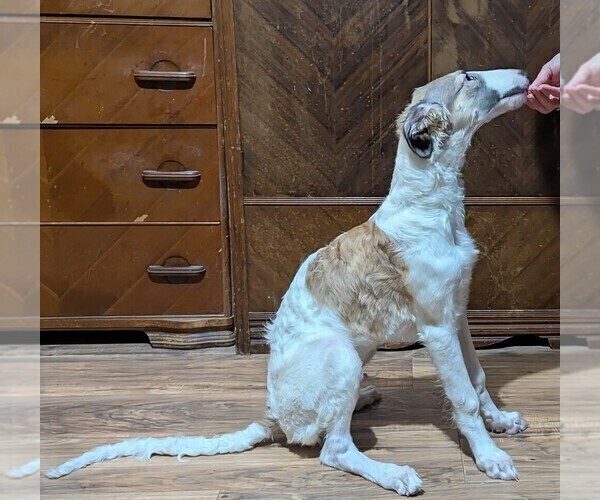 Medium Photo #8 Borzoi Puppy For Sale in FULTON, NY, USA