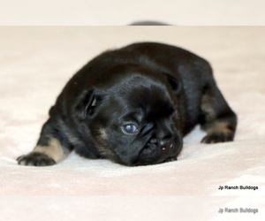 Medium French Bulldog