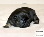 Puppy Cody French Bulldog