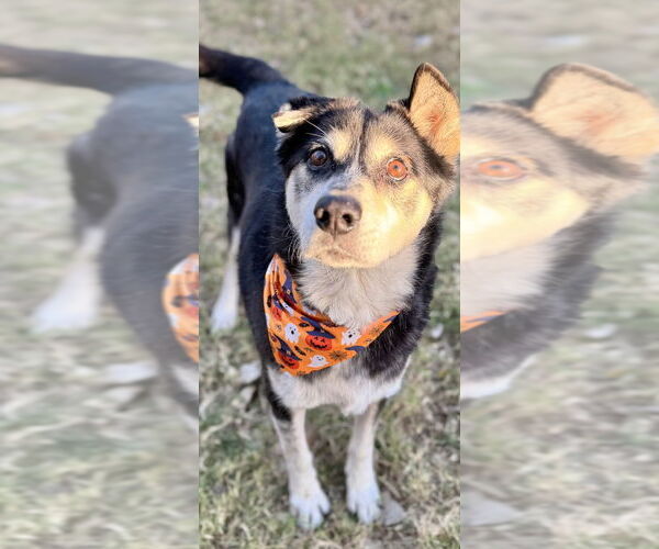 Medium Photo #2 Siberian Husky-Unknown Mix Puppy For Sale in Great Bend, KS, USA