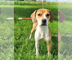 Beagle-Unknown Mix Dogs for adoption in Batavia, NY, USA