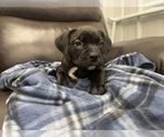 Small Photo #85 American Bully Puppy For Sale in REESEVILLE, WI, USA