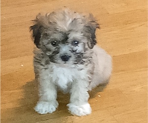 ShihPoo Puppy for Sale in BURLINGTON, Massachusetts USA