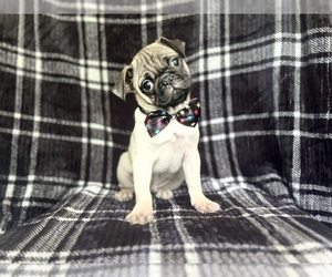 Pug Puppy for sale in LAKELAND, FL, USA