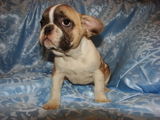 French Bulldog Puppy for sale in TRYON, NC, USA