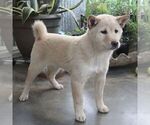 Small #2 Shiba Inu