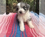 Small Photo #16 Bichon Frise Puppy For Sale in MONTECITO, CA, USA
