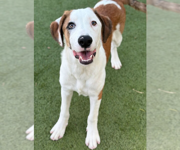 Medium Photo #2 Mutt Puppy For Sale in Woodbury, NY, USA