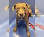 Small American Pit Bull Terrier