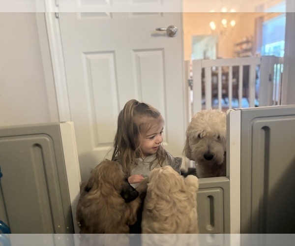 Medium Photo #13 Goldendoodle (Miniature) Puppy For Sale in CAPE CORAL, FL, USA