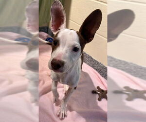 Treeing Walker Coonhound-Unknown Mix Dogs for adoption in Brewster, MA, USA