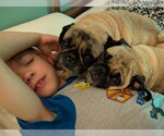 Small #1 Pug
