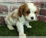 Small #7 Cavalier King Charles Spaniel