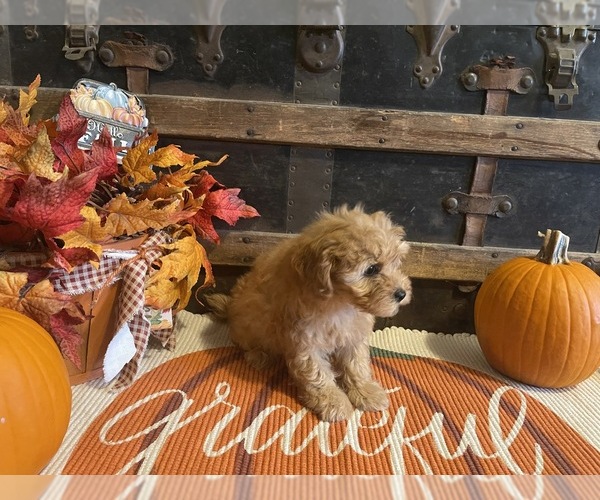 Medium Photo #4 Cavapoo Puppy For Sale in FULTON, KS, USA