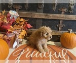Small #3 Cavapoo