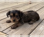 Small #3 Yorkshire Terrier