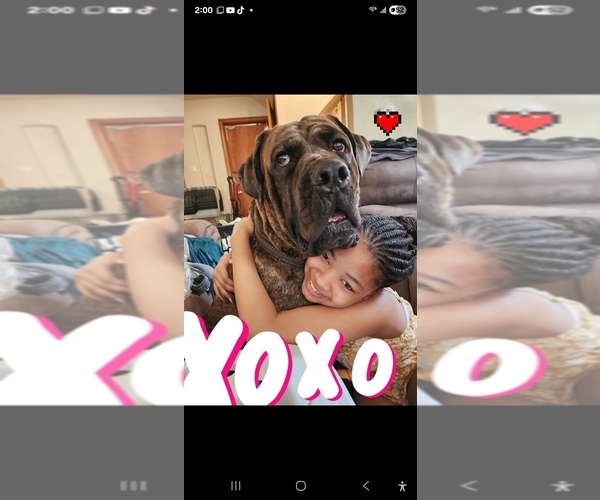 Medium Photo #1 Cane Corso Puppy For Sale in CHICAGO, IL, USA