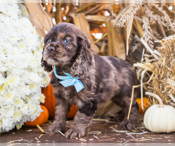 Medium Photo #22 Cocker Spaniel Puppy For Sale in WAKARUSA, IN, USA