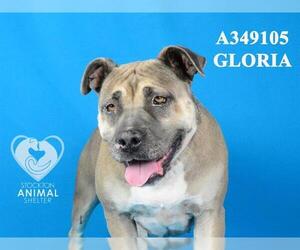 American Pit Bull Terrier Dogs for adoption in Stockton, CA, USA