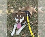 Small #1 American Pit Bull Terrier-Huskies  Mix
