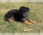 Small Photo #10 German Shepherd Dog Puppy For Sale in DURANGO, CO, USA