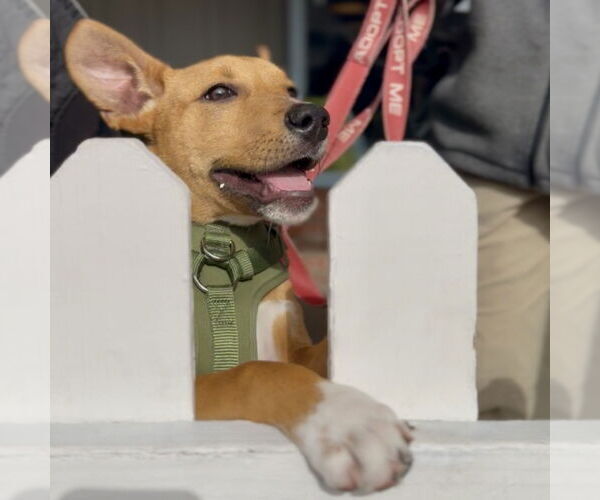 Medium Photo #3 American Pit Bull Terrier-Unknown Mix Puppy For Sale in San Jose, CA, USA