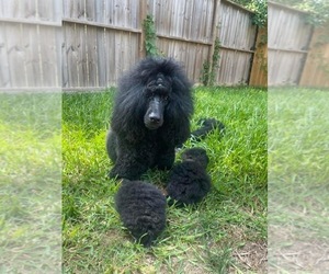Father of the Labradoodle puppies born on 05/28/2023