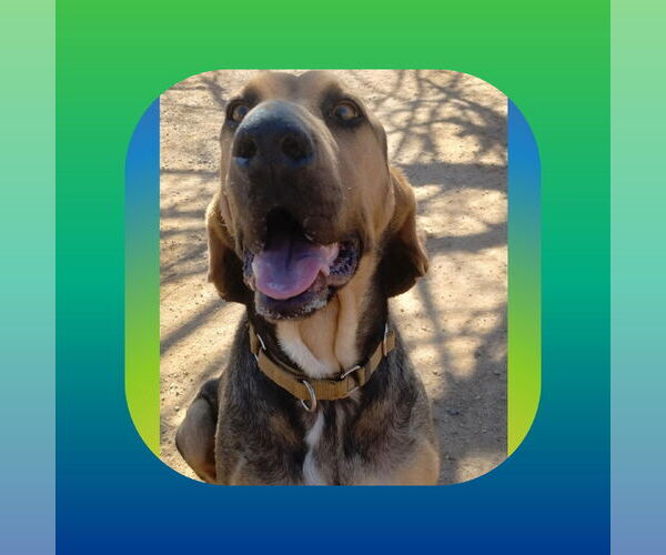 Medium Photo #1 Beagle Puppy For Sale in Apple Valley, CA, USA