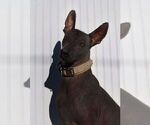 Small Photo #1 Xoloitzcuintli (Mexican Hairless) Puppy For Sale in MERCED, CA, USA