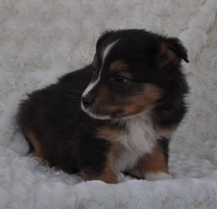 Miniature Australian Shepherd Puppy for sale in ATWOOD, IL, USA