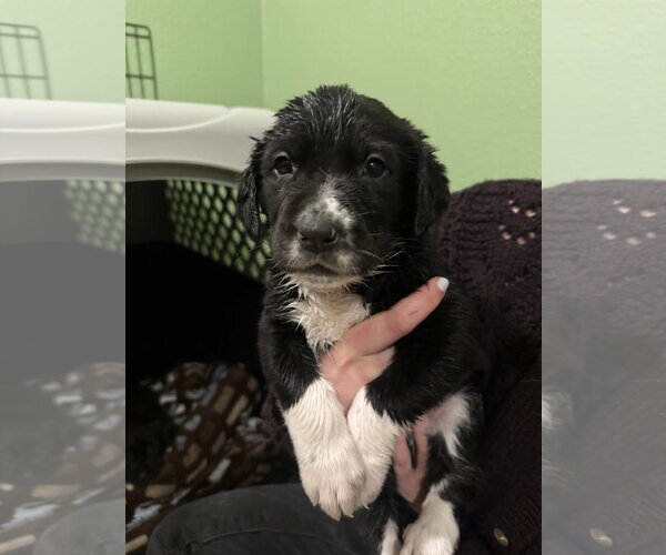 Medium Photo #2 Mutt Puppy For Sale in Fort Collins, CO, USA