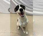 Small #3 Great Dane Mix