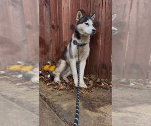 Huskies -Unknown Mix Dogs for adoption in Banning, CA, USA