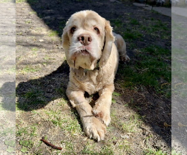 Medium Photo #14 Cocker Spaniel Puppy For Sale in Fargo, ND, USA