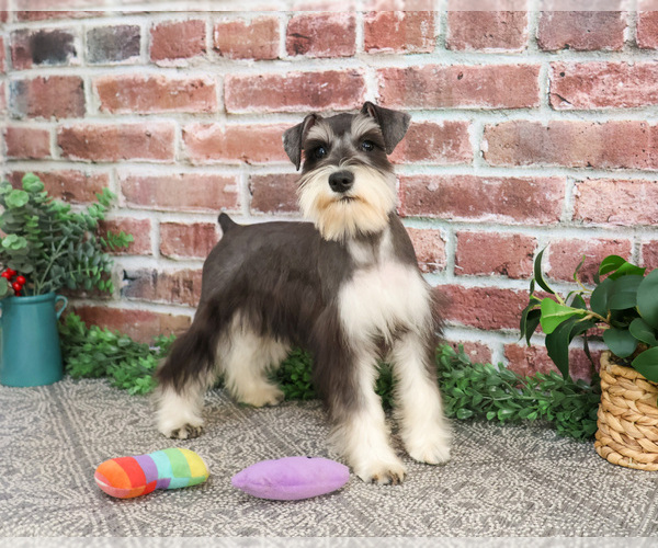 Medium Photo #3 Schnauzer (Miniature) Puppy For Sale in SYRACUSE, IN, USA