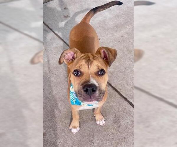 Medium Photo #1 Boxer-Unknown Mix Puppy For Sale in Tulsa, OK, USA