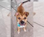 Small Boxer Mix