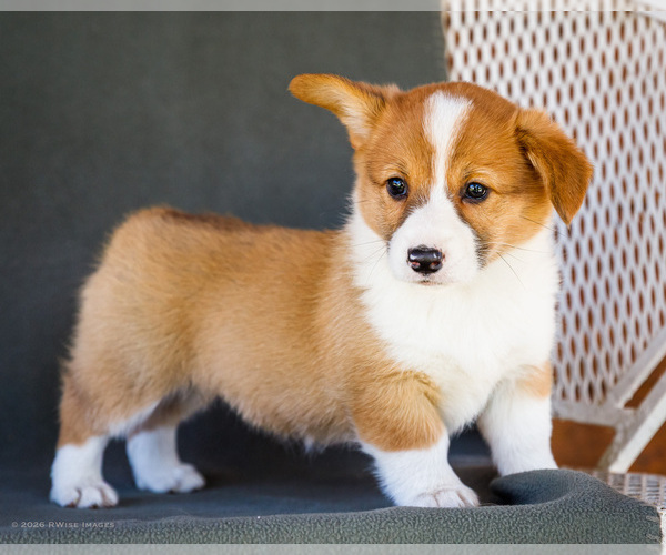 Medium Photo #25 Pembroke Welsh Corgi Puppy For Sale in WAKARUSA, IN, USA