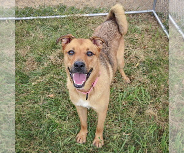 Medium Photo #9 Shepradors Puppy For Sale in Huntley, IL, USA