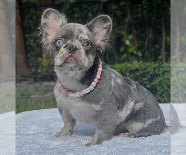 Medium Photo #1 French Bulldog Puppy For Sale in NEW YORK, NY, USA