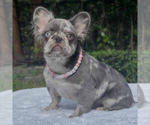 French Bulldog Puppy for sale in NEW YORK, NY, USA