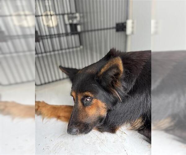 Medium Photo #1 German Shepherd Dog-Unknown Mix Puppy For Sale in Houston, TX, USA