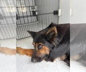 German Shepherd Dog-Unknown Mix Dogs for adoption in Houston, TX, USA