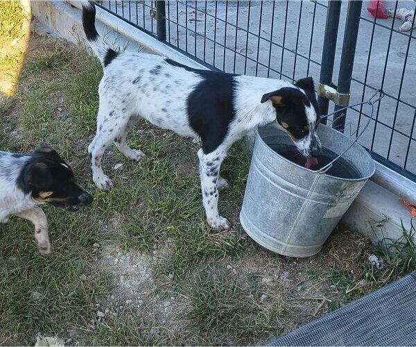 Medium Photo #2 Australian Shepherd-Red Heeler Mix Puppy For Sale in Stover, MO, USA