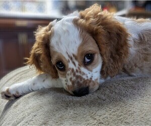 Cockapoo Puppy for Sale in ASHLAND, Ohio USA