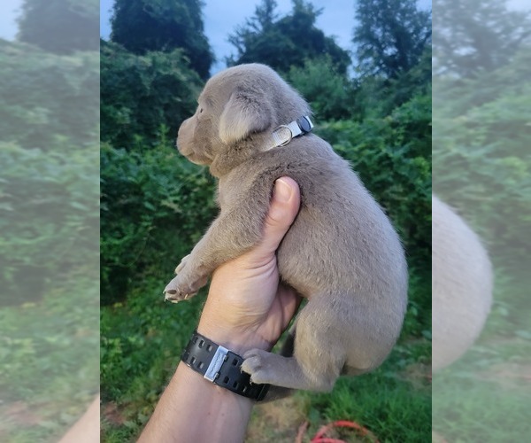 Medium Photo #5 Labrador Retriever Puppy For Sale in CONNELLYS SPRINGS, NC, USA