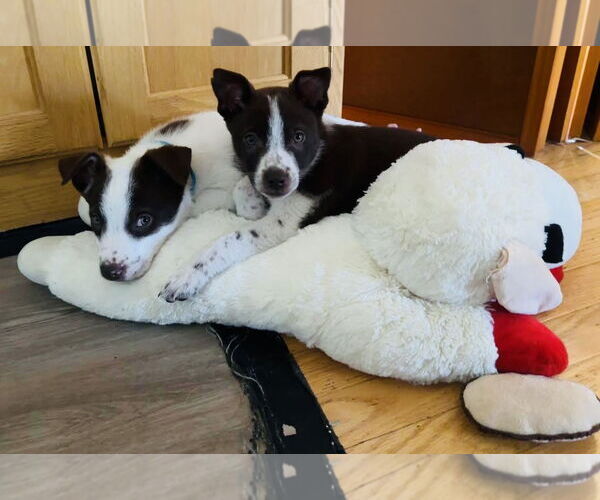 Medium Photo #4 Huskies -Labrador Retriever Mix Puppy For Sale in Princeton, MN, USA