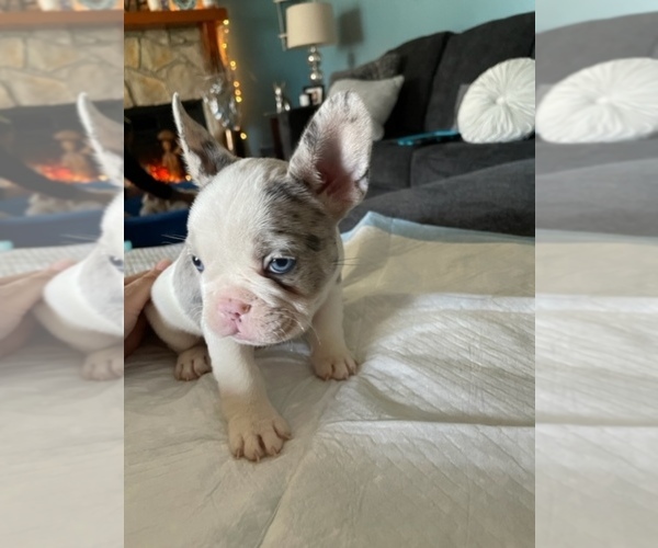 Medium Photo #3 French Bulldog Puppy For Sale in ANTIOCH, CA, USA
