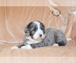 Small Photo #2 Bernedoodle Puppy For Sale in BERLIN, NJ, USA