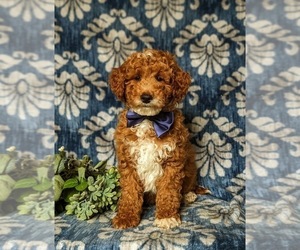 Goldendoodle (Miniature) Puppy for Sale in COCHRANVILLE, Pennsylvania USA